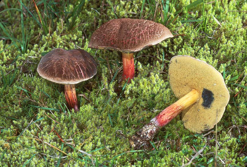 Xerocomellus chrysenteron